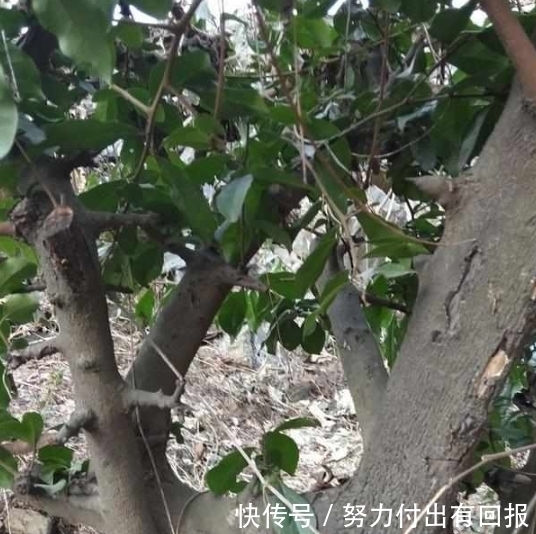 这种罕见的连体植物,非常稀有,见一次不容易,快来看看