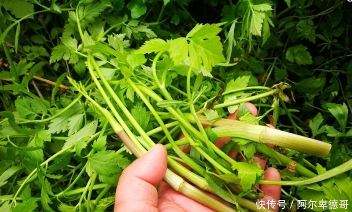 野菜|农村的这些野菜，可以延缓衰老、滋阴润燥，现在知道还不晚！