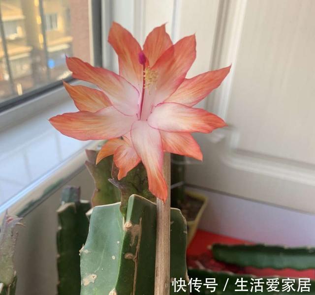观赏性|这三种花再喜欢也不能夏天买,不好养难伺候,买回来就后悔
