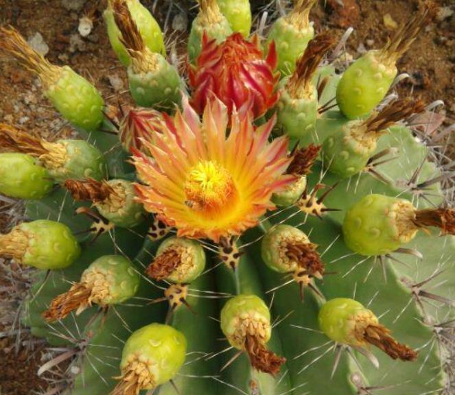 直径|6种多肉个头比脸大,天生就是“巨无霸”,没地盘别养它