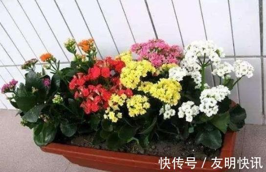 养分|盆栽养殖长寿花,花谢就修剪、施肥,等一个月又能催花了