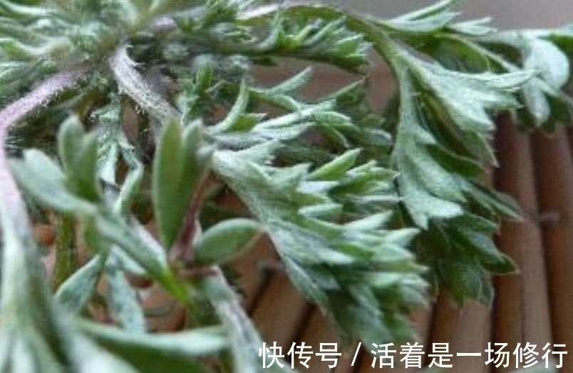 白蒿|这野菜摘下来直接就能吃，农户称它“护肝草”，过了4月份没得吃