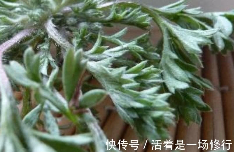 白蒿|这野菜摘下来直接就能吃,农户称它“护肝草”,过了4月份没得吃