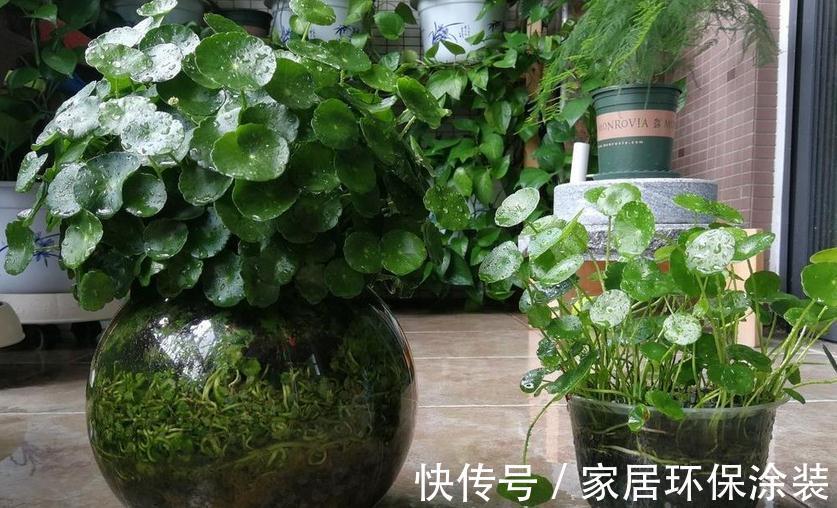 这4种植物真喜水,居家盆栽不用“特意”控水