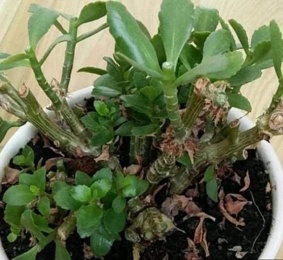 修剪工作不能等,这几种花立秋就修剪,开花更多生长旺