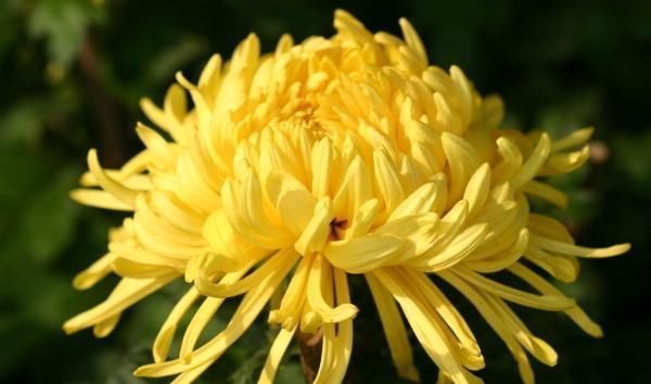 9月12日的生辰花