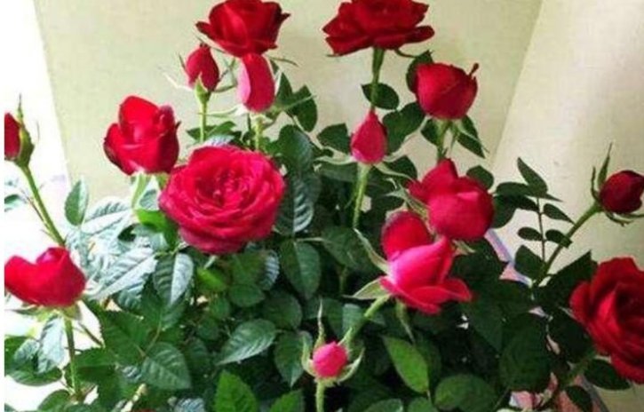 家里“3种”垃圾别扔撒花盆一点,根壮叶绿,呼呼开花