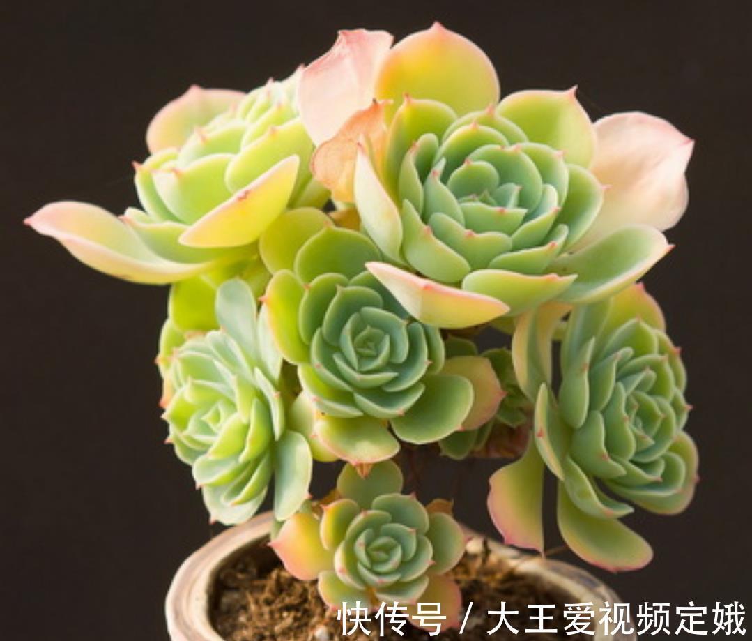 植株|多肉柠檬玫瑰太好养了吧，4个小技巧养出手捧花，颜值超级漂亮