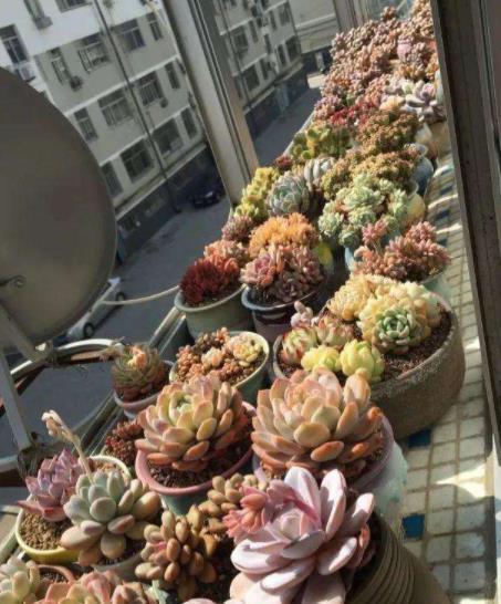 新手养不好多肉植物?多半是6件事做错了,来看看你中了几招?