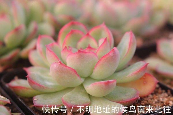 60种多肉图鉴及养护要点，1分钟学会，超全超实用！