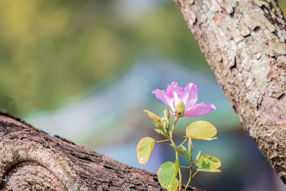 知识|七星岩玉堂春、宫粉紫荆踏春而至，美出新高度！