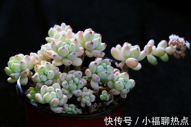 这10种多肉不太好养,爱黑腐、化水,养起来没有成就感