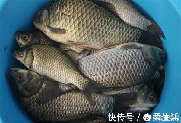 钓友|草窝钓鲫鱼总挂底，老钓友教你2招来解决，告别挂底钓大鲫
