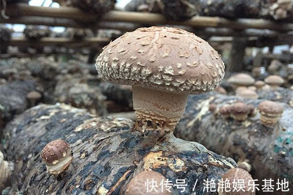 果蔬菜|60岁大姐患癌十几年,身体竟一天比一天好,这3种食物可帮了大忙