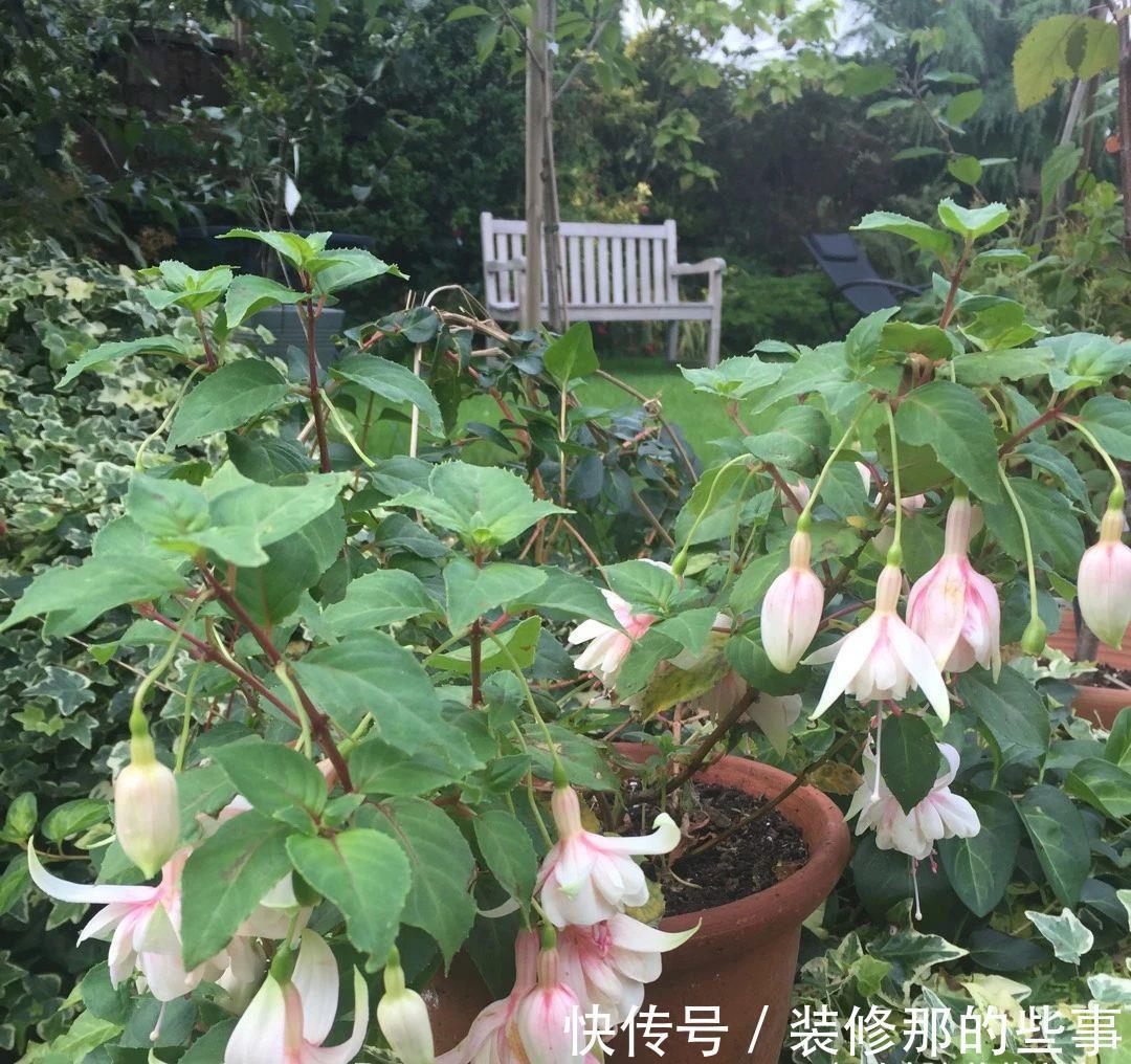 倒挂金钟|刚买的倒挂金钟盆栽如何服盆,怎么才能让它安全度夏?