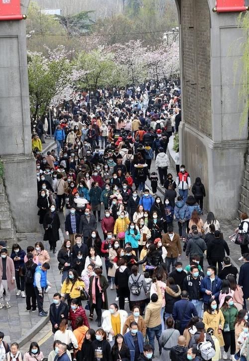 南京街头道路变身樱花的海洋，吸引众多游人前来赏花