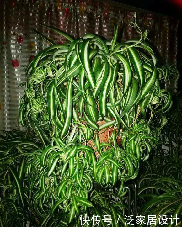 吊兰|很贵的“高档吊兰”,养起来太容易,现在沦为“白菜价”