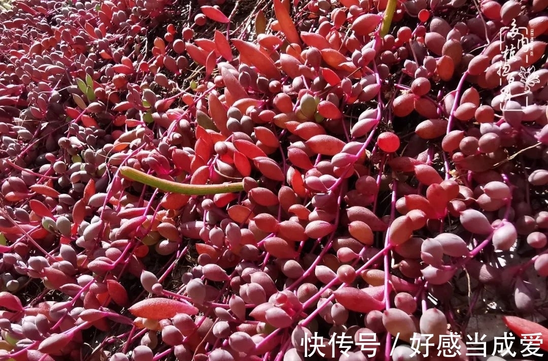 治愈之“肉”:愿所有的养肉人都被这些“胖子们”治愈