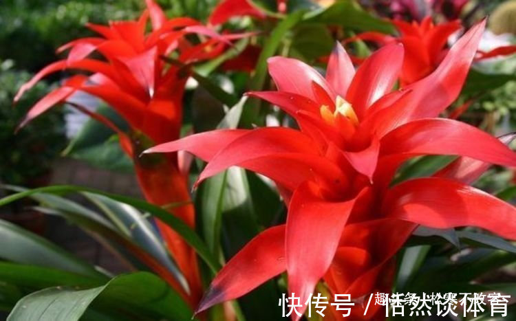 生命力|4种花养家里,福旺运旺财更旺,不用费心,就能长的特别好