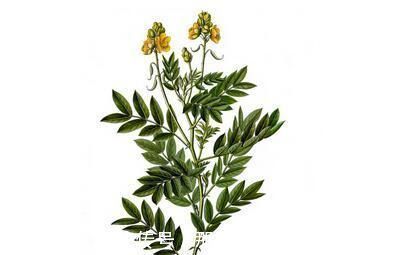 副作用|最伤肝的5种中药,你还经常吃每个服中药的人都要注意