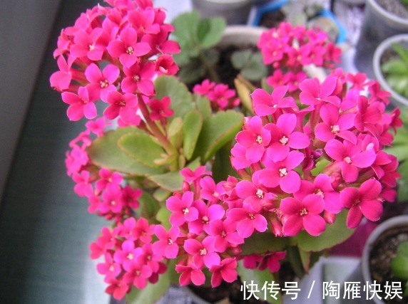 养人又旺财的4种花,开花吉祥富贵事业高升,有钱人都爱养