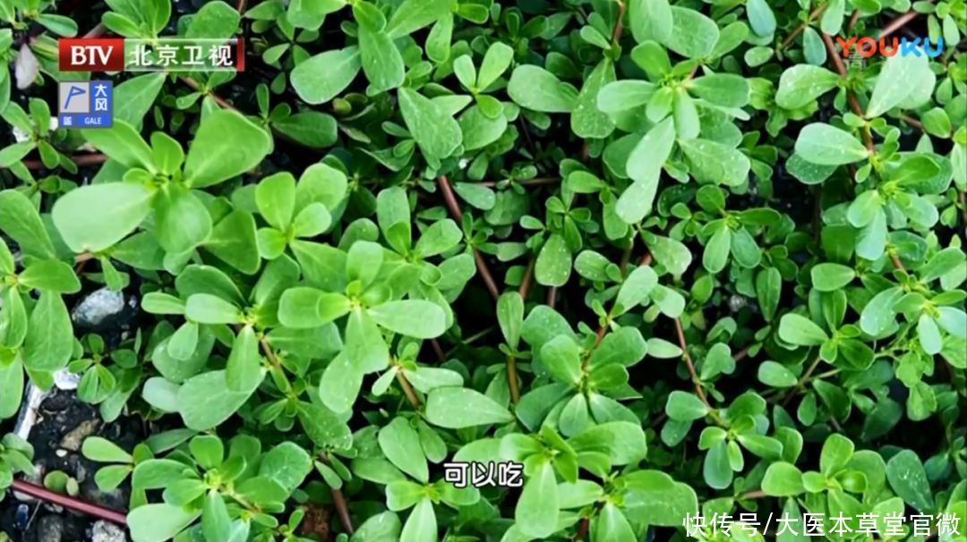 中国传统文化|7月不吃肉,也要吃这菜!被称为“天然抗生素”,常吃对身体好