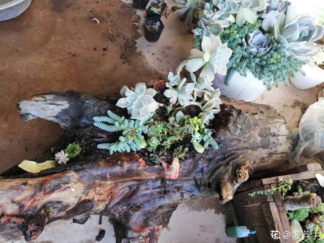 山上捡个大树桩,火烤一遍种多肉,3天服盆1年变老桩!