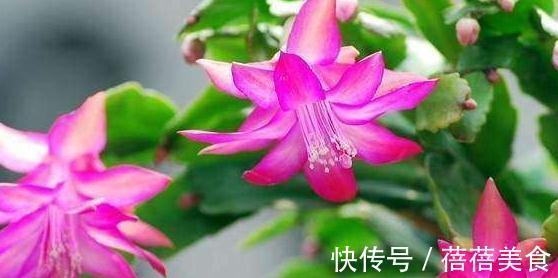 花期中的蟹爪兰该怎么养，注意4点，花期长花色艳