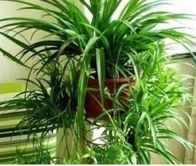 养花就养这几款,养在家里非常漂亮,有很好的净化空气作用