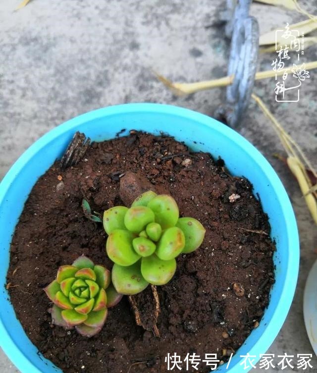 如何让多肉变美看看我是如何宠它们的!如何让多肉变美看看我是如何宠它们的!
