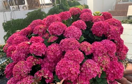 养花不在多，阳台种一棵“玫红妈妈”，花大色艳，开花满阳台