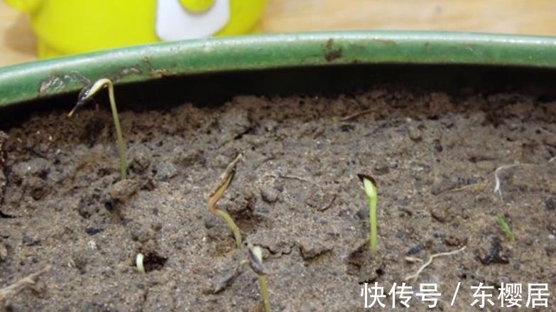 花友们|新人养花养这3样,漂亮好养,还能收获种子育苗,年复年赏花