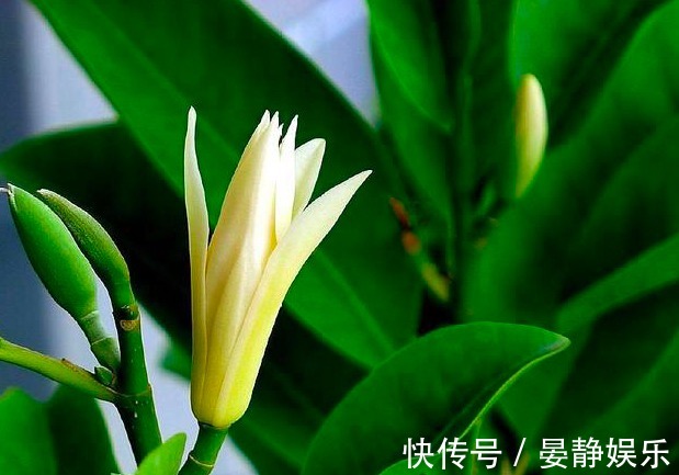 只会养绿萝不如养一种“香水之花”,洁白高雅,飘香160天