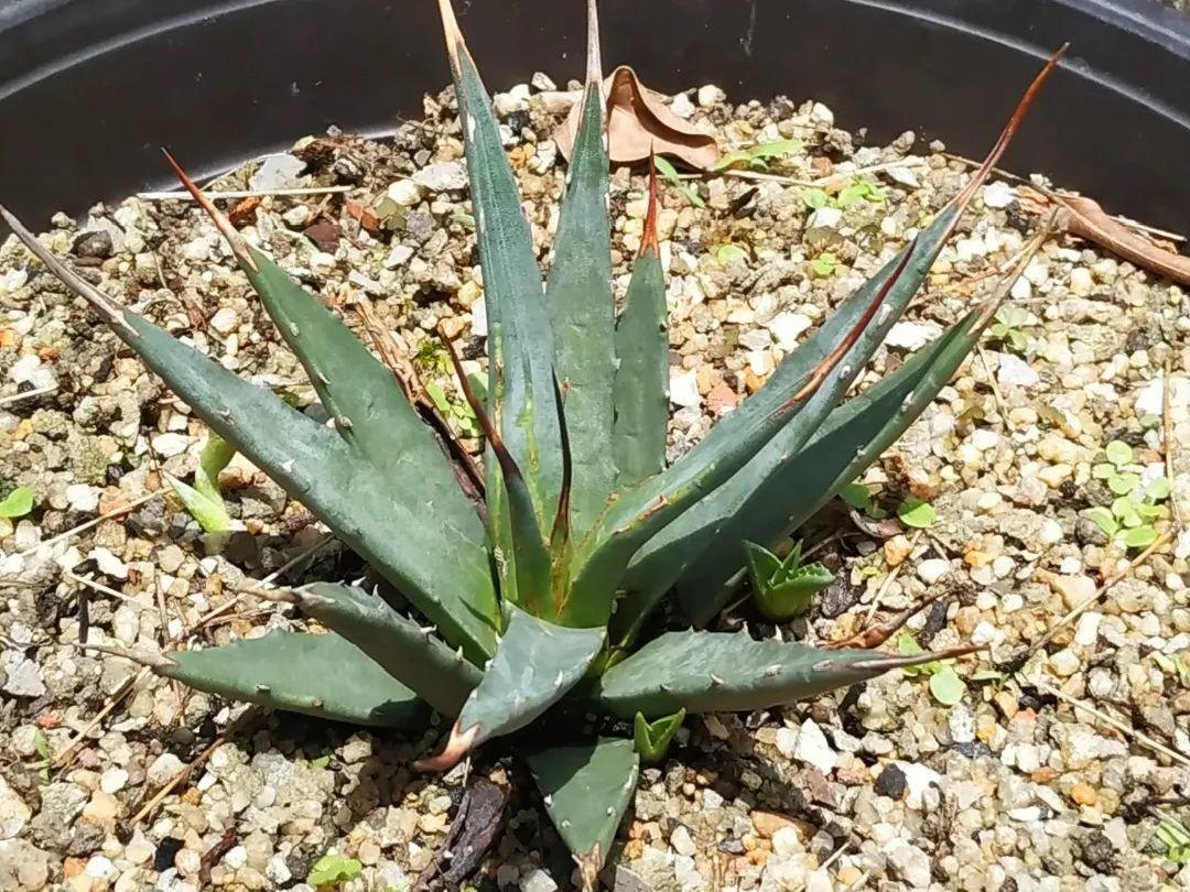 有毒性|20种有毒花,出门别乱摘,有小孩的特别注意