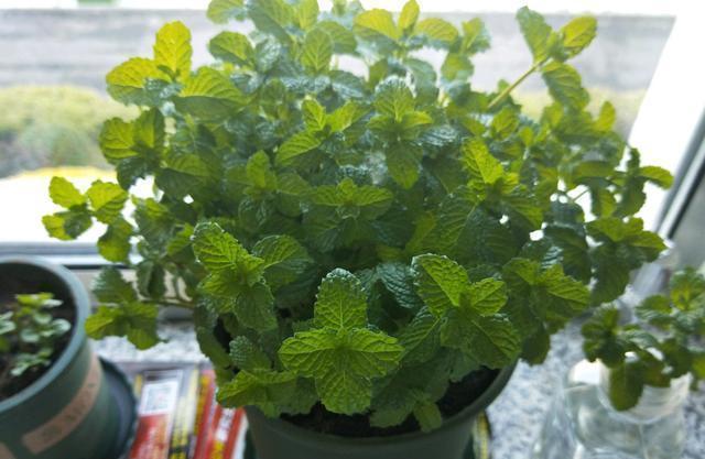 土壤|薄荷这样养,叶片颜色深,长势旺,摘片叶“解毒败火”,养生必备