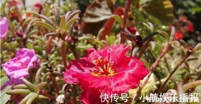 太阳花|如果连这几种花都能养死，以后就不要养花了