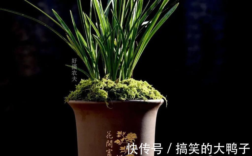 频繁者|兰花几天浇一次水?3天浇一次,和15天浇一次有区别吗