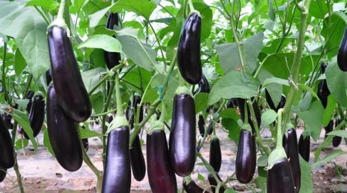 好吃|茄子好吃,但却不能乱吃,吃茄子有1大禁忌,一定要了解下