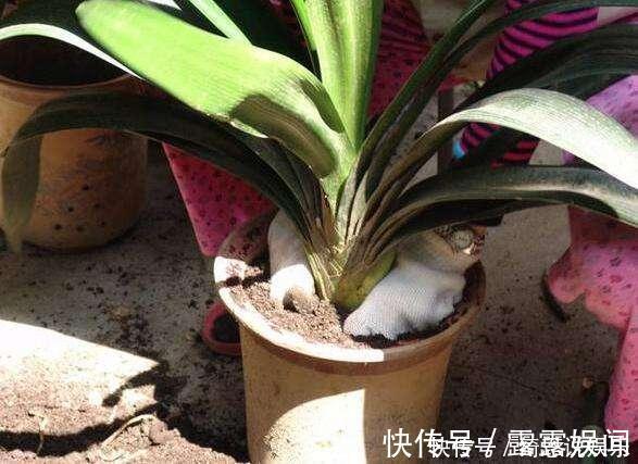 养花|养花换盆换一盆死一棵教你一招，换盆依然长势旺盛猛开花！
