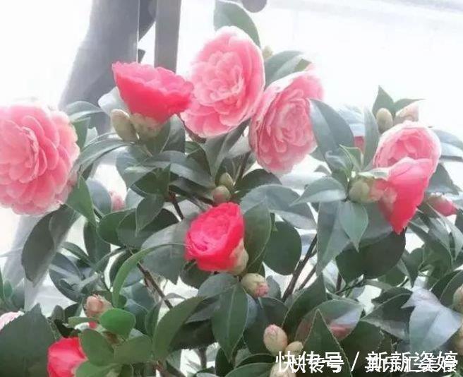 玫瑰海棠玫瑰海棠|4种“开花王”，一开就是300多天，花朵硕大，花期长！