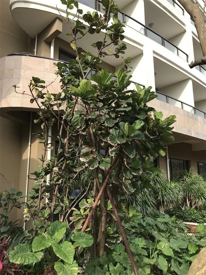 北方家里当宝的花,南方大马路上全都是,我酸了!