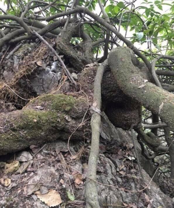 枝条|这东西，俗称“鸡血藤”，枝条红如鸡血，目前极其珍贵，遇见是福