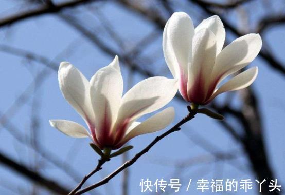 秋凉|农历十一月大雪过后,养什么花?家里养3种花,五福临门吉祥如意