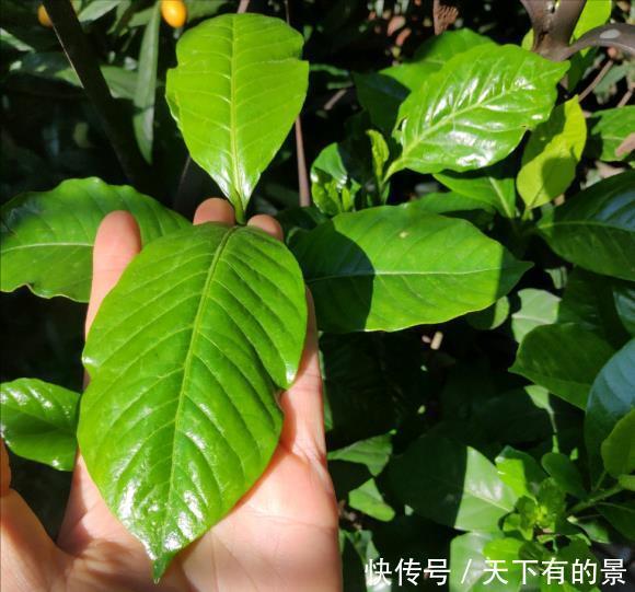 修剪|栀子花养了好几年,就是不开花,4个错误,看你占几个