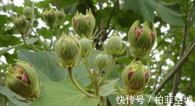 它被称为“千面美人妖精花”,价值珍贵,不容小觑