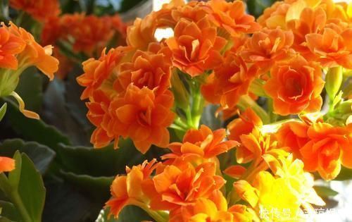 君子兰总是不开花爷爷用一勺“它”，不烂根、不夹箭，开花艳