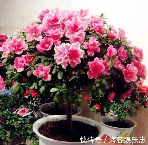 茶水|夏天“牛奶”过期,多做“一步”来浇花,土壤疏松肥沃,养啥都旺