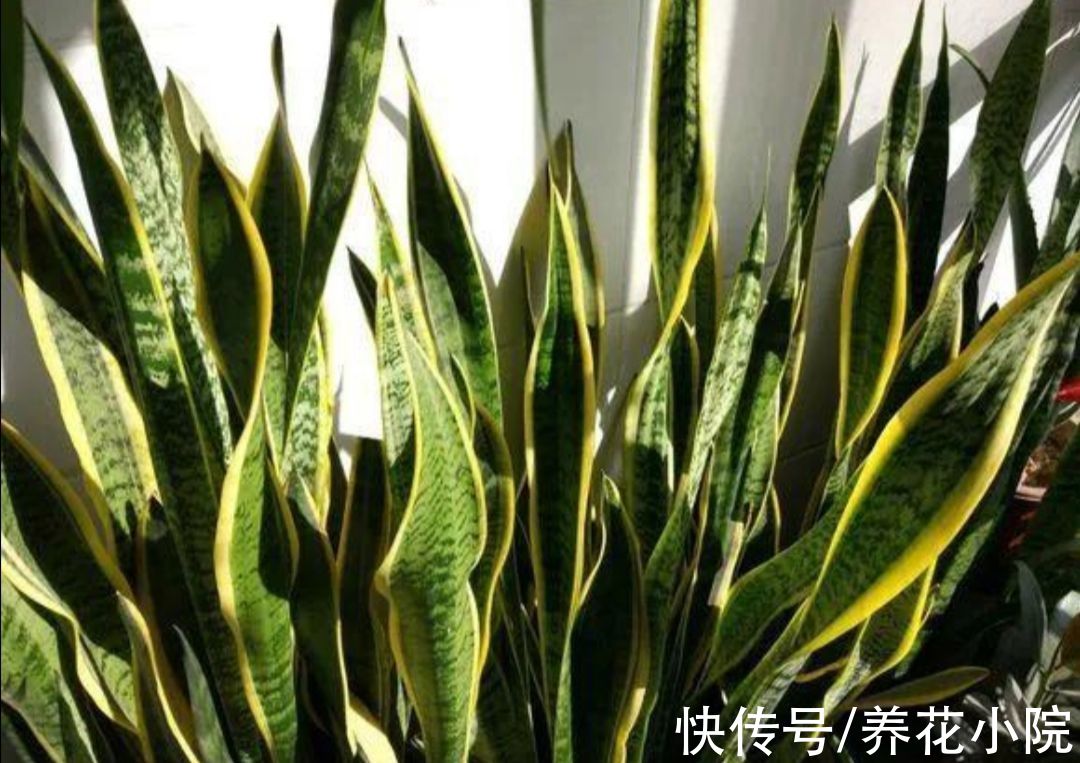 3种花,冬天要“穷养”,难怪总是养不好