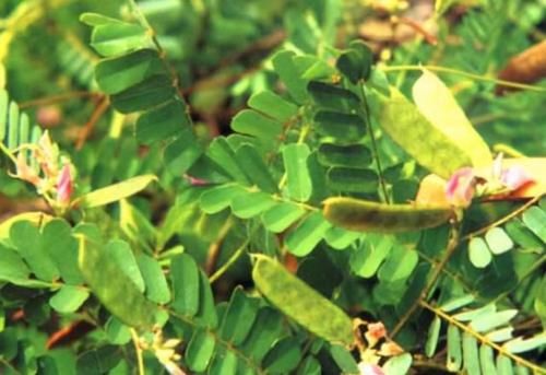 鸡骨草|每日一中药——鸡骨草