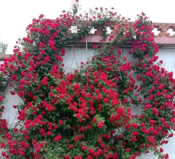 蔷薇是蔷薇,月季是月季,两种花不一样,别把蔷薇种到盆里